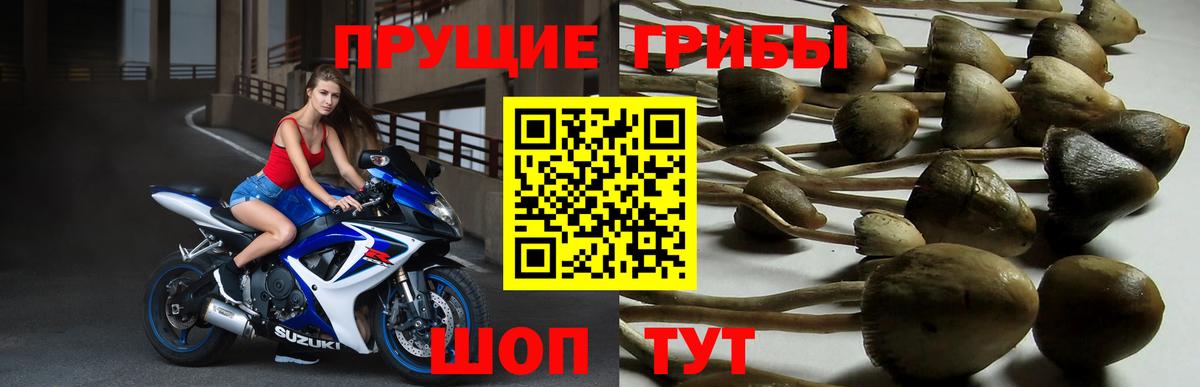Псилоцибиновые грибы MAGIC MUSHROOMS  купить наркоту  Кузнецк  Вход с VPN 